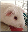 Snowy the Guinea Pig