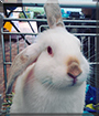 Athelstan the Californian White Rabbit