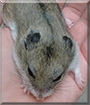 Burrow the Chinese Hamster