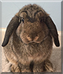 Fiona the Holland Lop Rabbit