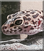 Coco the Leopard Gecko