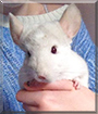 Picchu the Chinchilla