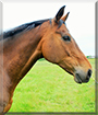 Paddy the Thoroughbred Horse
