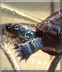 Trevor the Reeves Turtle