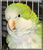 Quaker the Quaker Parrot