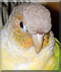 Tiki the Pineapple Green Cheek Conure
