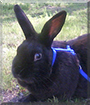 Shadow the Havana Rabbit