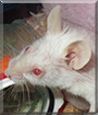 Grandma Nancy the Fancy Mouse