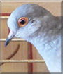 Lulu the Diamond Dove