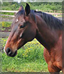 Checkmate the Anglo/Arabian Horse