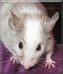 Beady the Fancy Mouse
