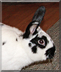 Sir Bun Bun the Holland Lop Rabbit