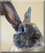 Toffee the Rabbit