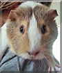 Pumpkin the Guinea Pig
