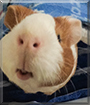 PJ the Guinea Pig