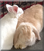 Lauren and Ralphie the Rabbits