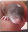 G'Kar the Fancy Rat