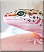 King Tut the Leopard Gecko