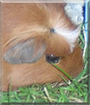Browny the Crested Guinea Pig
