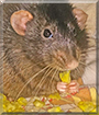 Plumpy the Dumbo Rat