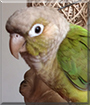 Cinnamon the Cinnamon Green Cheek Conure