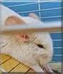 Dia the Chinchilla