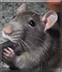 Autumn the Fancy Rat