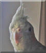 Happy the Cockatiel