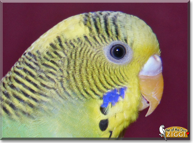 Ziggi the Budgerigar, the Pet of the Day Ziggi the Budgerigar, the Pet of the Day