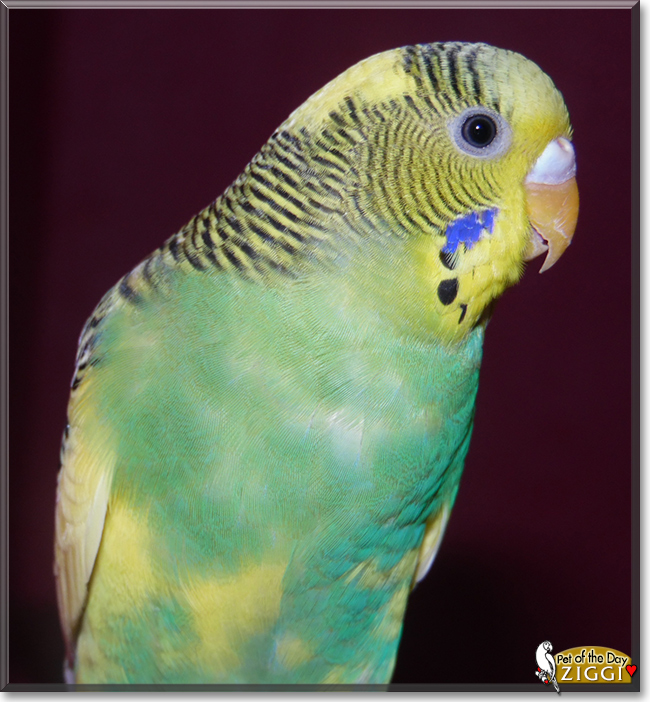Ziggi the Budgerigar, the Pet of the Day