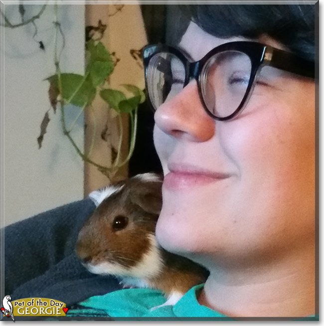 Georgie the Guinea Pig, the Pet of the Day