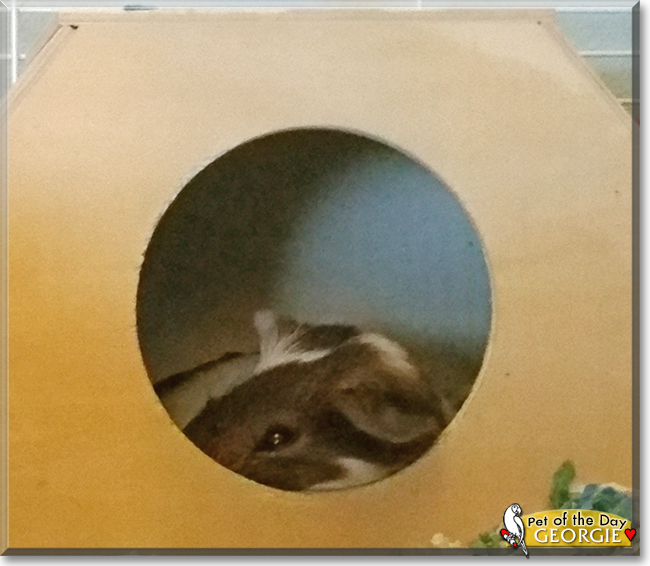 Georgie the Guinea Pig, the Pet of the Day
