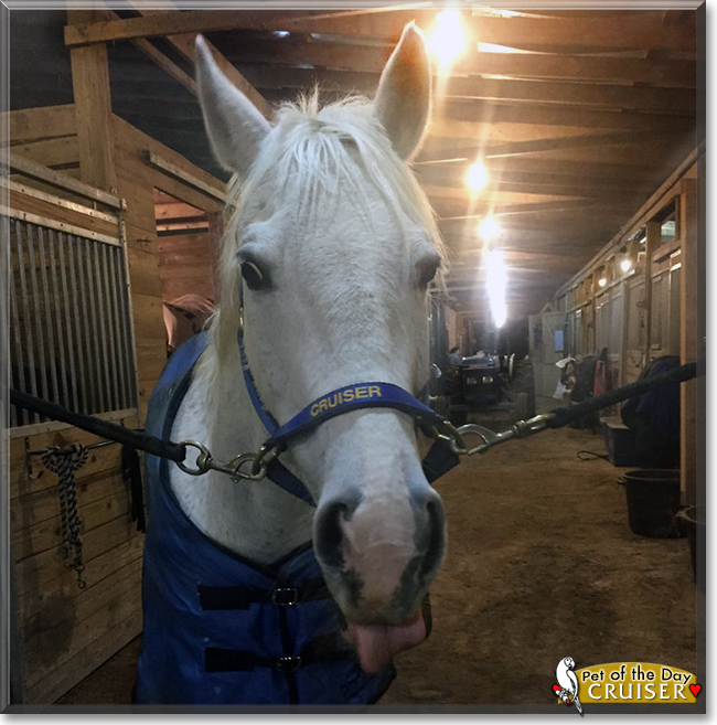 Cruiser the American Quarter Horse, the Pet of the Day Cruiser the American Quarter Horse, the Pet of the Day