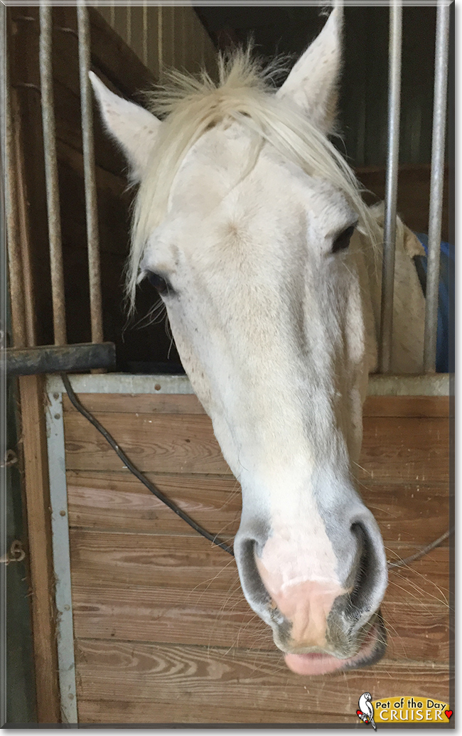 Cruiser the American Quarter Horse, the Pet of the Day
