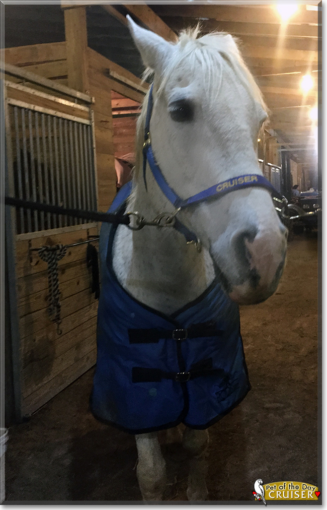 Cruiser the American Quarter Horse, the Pet of the Day