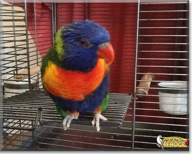 Rebock the Rainbow Lorikeet, the Pet of the Day Rebock the Rainbow Lorikeet, the Pet of the Day