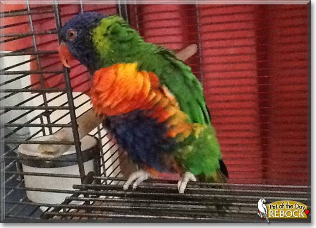 Rebock the Rainbow Lorikeet, the Pet of the Day
