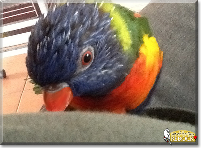 Rebock the Rainbow Lorikeet, the Pet of the Day