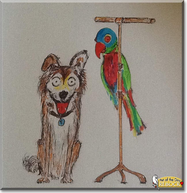 Rebock the Rainbow Lorikeet, the Pet of the Day