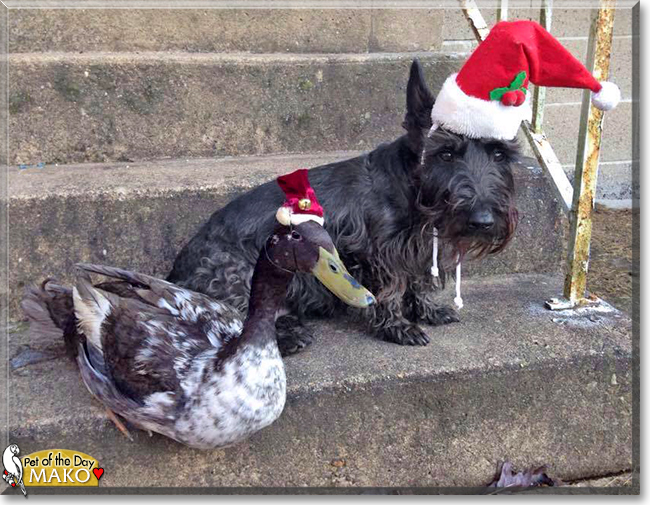 Mako the Indian Runner Duck, the Pet of the Day Mako the Indian Runner Duck, the Pet of the Day