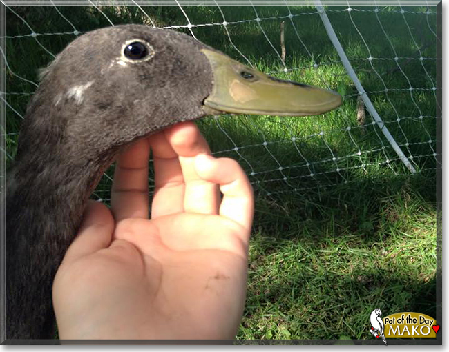 Mako the Indian Runner Duck, the Pet of the Day