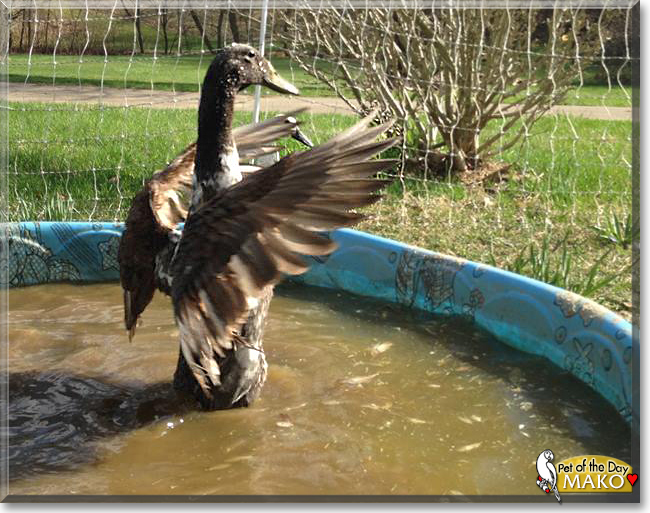 Mako the Indian Runner Duck, the Pet of the Day