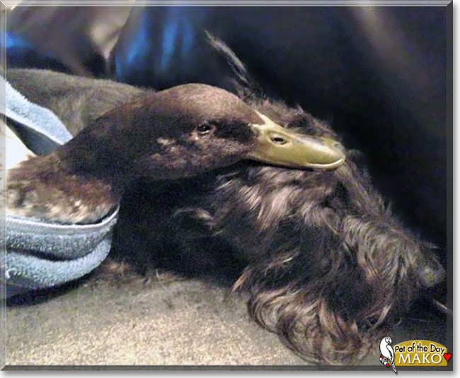 Mako the Indian Runner Duck, the Pet of the Day