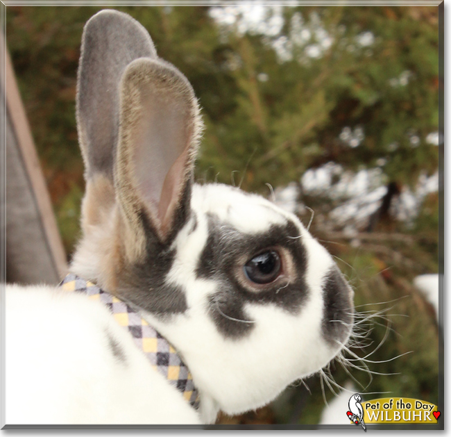 Wilbuhr the Mini Rex Rabbit, the Pet of the Day Wilbuhr the Mini Rex Rabbit, the Pet of the Day