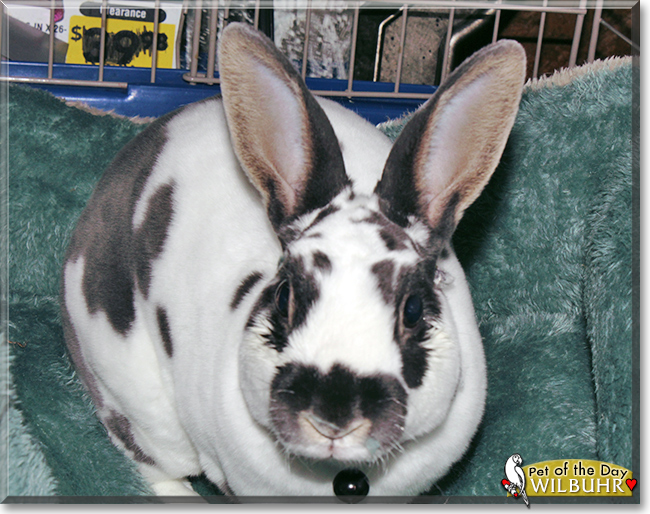 Wilbuhr the Mini Rex Rabbit, the Pet of the Day
