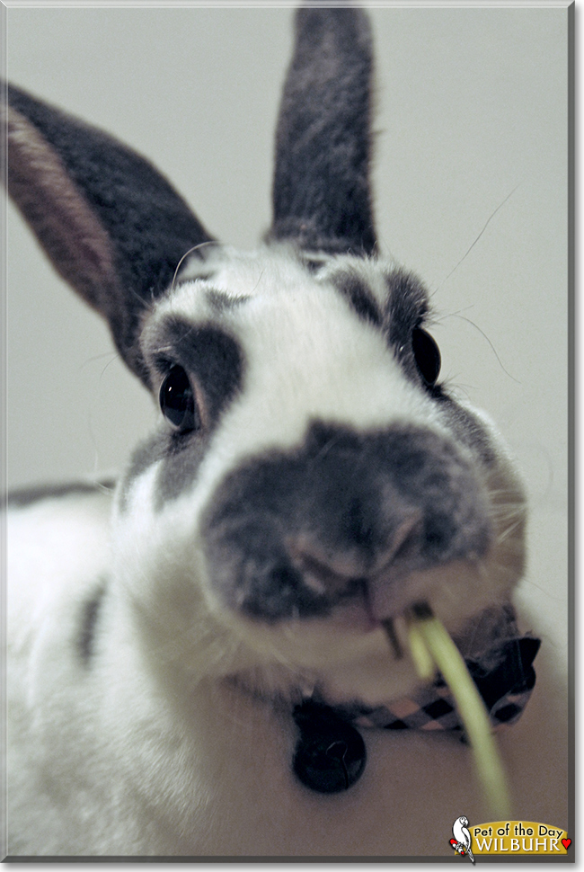 Wilbuhr the Mini Rex Rabbit, the Pet of the Day