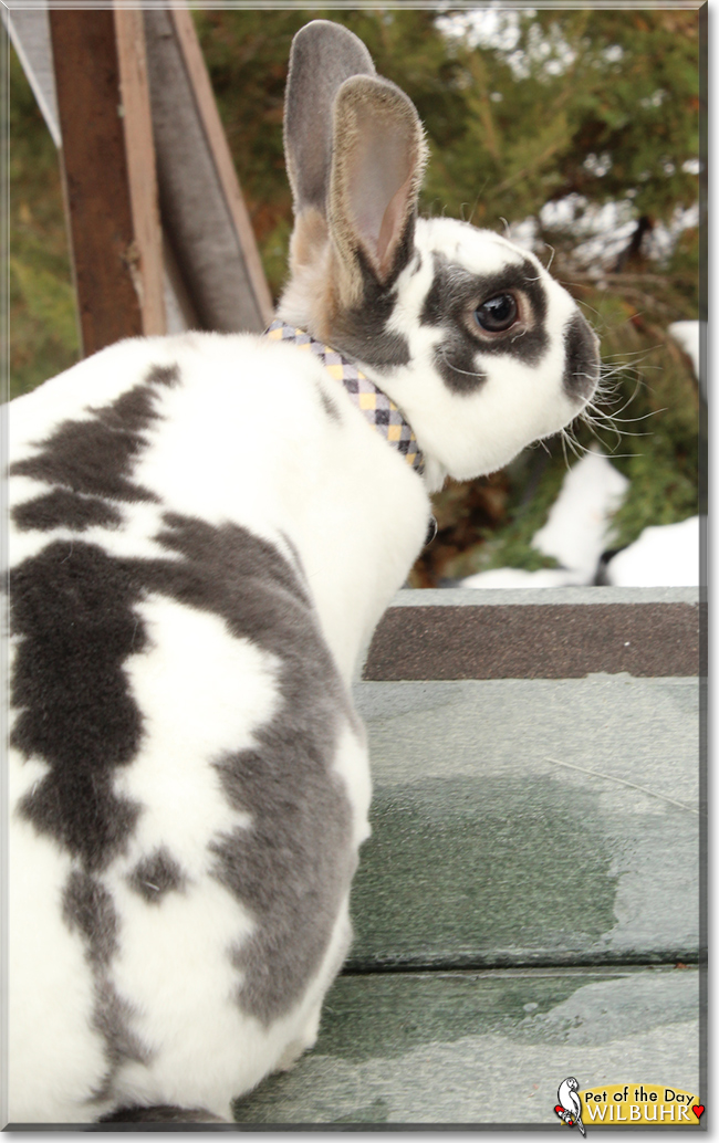 Wilbuhr the Mini Rex Rabbit, the Pet of the Day