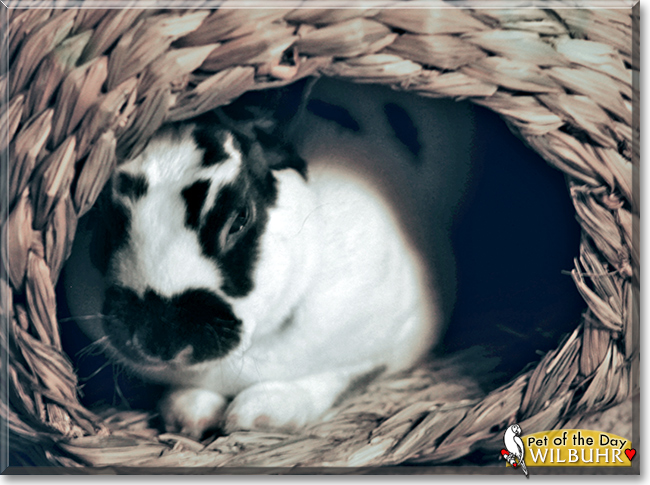 Wilbuhr the Mini Rex Rabbit, the Pet of the Day