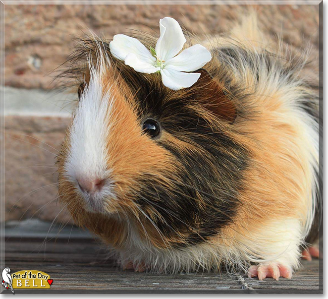 Bell the Peruvian Guinea Pig, the Pet of the Day