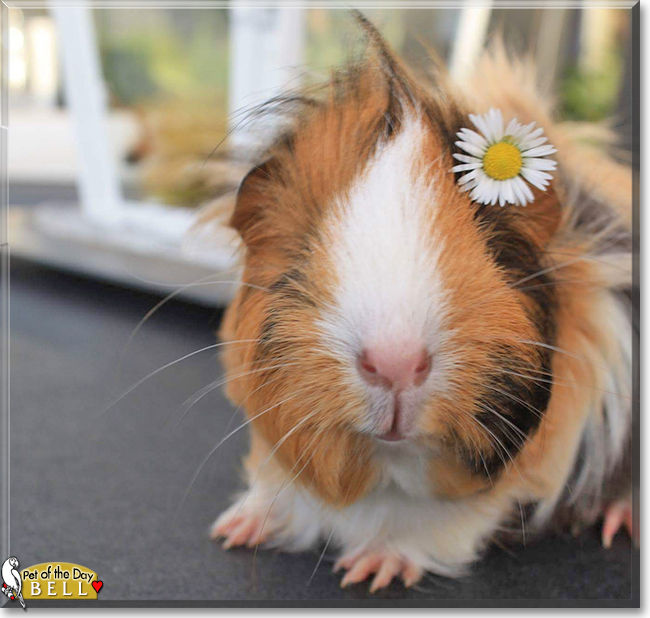 Bell the Peruvian Guinea Pig, the Pet of the Day